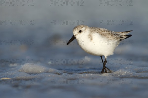 Drieteenstrandloper foerageren, Sanderling foraging