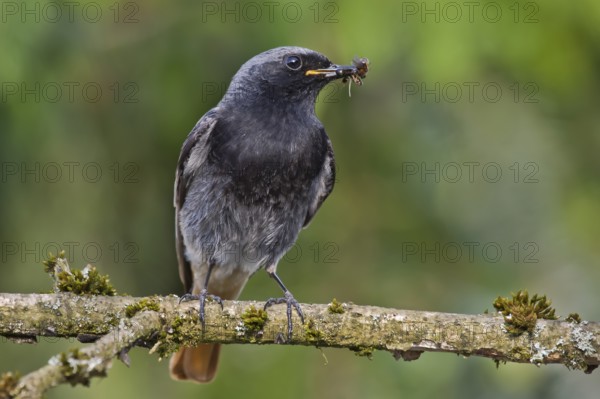 Black Redstart (Phoenicurus ochruros) male with insect prey in beak to feed chicks, Bavaria, Germany