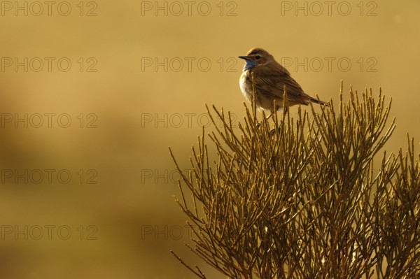 Bluethroat (Luscinia svecica cyanecula) male, Castile, Spain