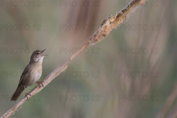 Savi's Warbler (Locustella luscinioides) singing, Mecklenburg-Western Pomerania, Germany