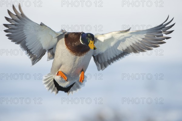 Mallard (Anas platyrhynchos) male landing, Lower Saxony, Germany