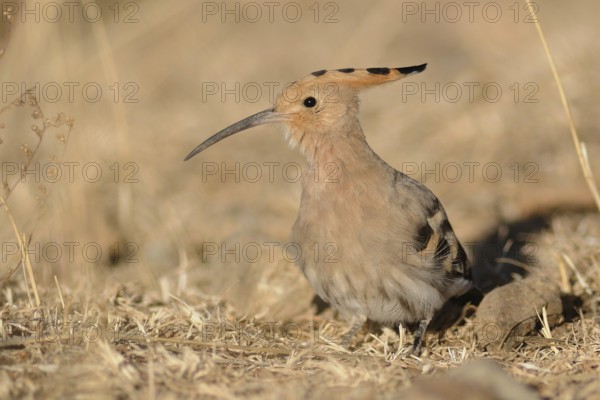 Eurasian Hoopoe (Upupa epops), Tibet, China