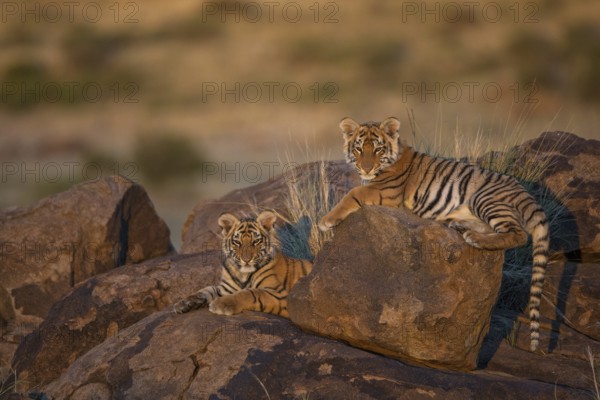 Bengal Tiger (Panthera tigris) two cubs in morning light on a rock, captive, Philippolis, South Africa