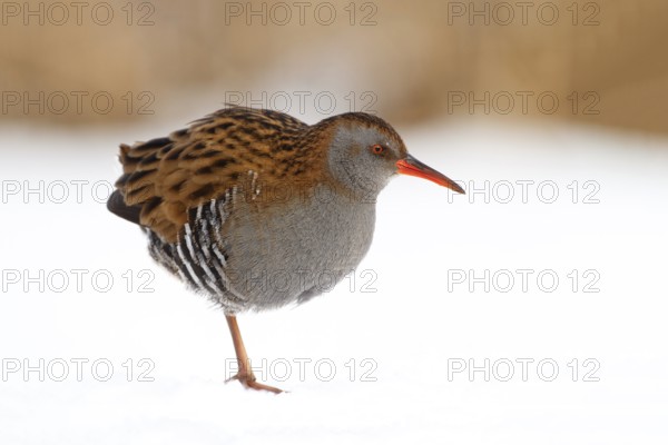 Water Rail (Rallus aquaticus), Utrecht, Netherlands