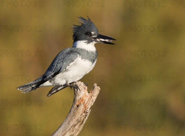 Belted Kingfisher (Megaceryle alcyon) male perched on a branch with fish prey in beak, Florida, USA