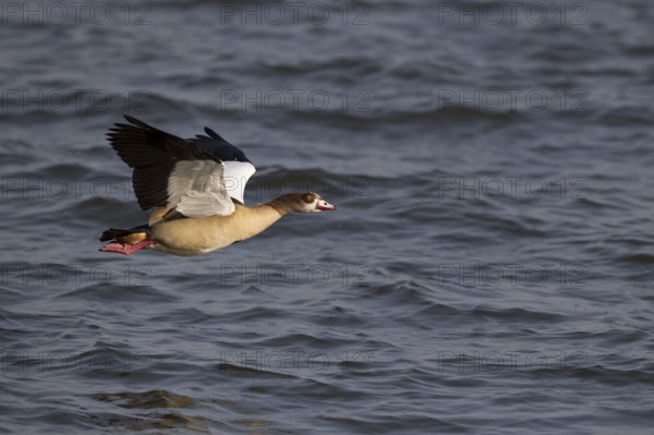 Egyptian Goose (Alopochen aegyptiaca) flying, Lake Awasa, Ethiopia