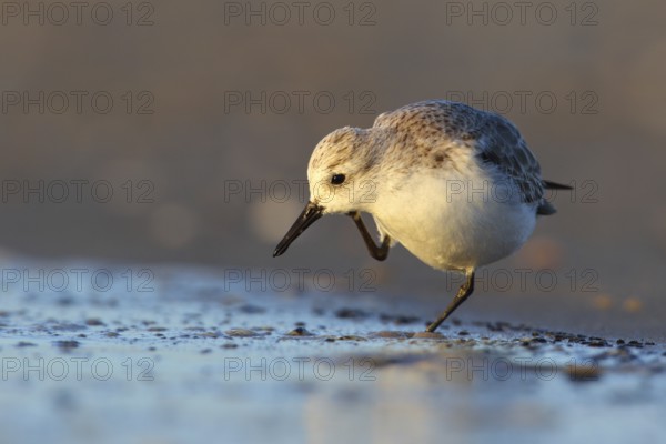Sanderling (Calidris alba) scratching, Texel, Netherlands