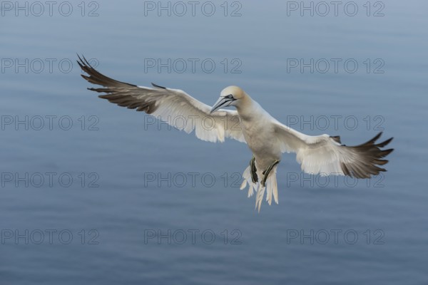 Northern Gannet (Morus bassanus) flying, Schleswig-Holstein, Germany