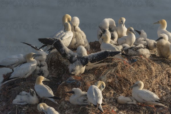 Northern Gannet (Morus bassanus) colony, Schleswig-Holstein, Germany