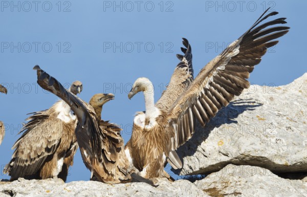 Griffon Vulture (Gyps fulvus), Mallorca, Spain