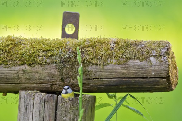 Eurasian Blue Tit (Cyanistes caeruleus) feeding offspring in nest, Hesse, Germany