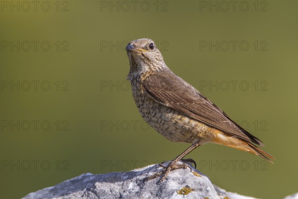 Common Rock Thrush (Monticola saxatilis) female perched on a rock, Primorje, Croatia