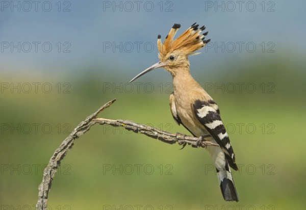 Eurasian Hoopoe (Upupa epops) perched on a branch, Aosta Valley, Italy