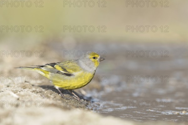 Citril Finch (Carduelis citrinella) female at waterhole, Aosta Valley, Italy