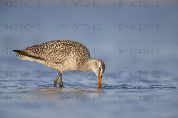 Marbled Godwit (Limosa fedoa) foraging, Montana, USA