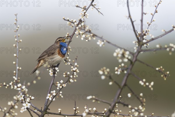 Bluethroat (Luscinia svecica cyanecula) male singing from branch, Mecklenburg-Western Pomerania, Germany