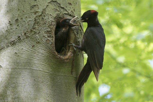 Black Woodpecker (Dryocopus martius) female feeding chicks in nest hole, North Rhine-Westphalia, Germany