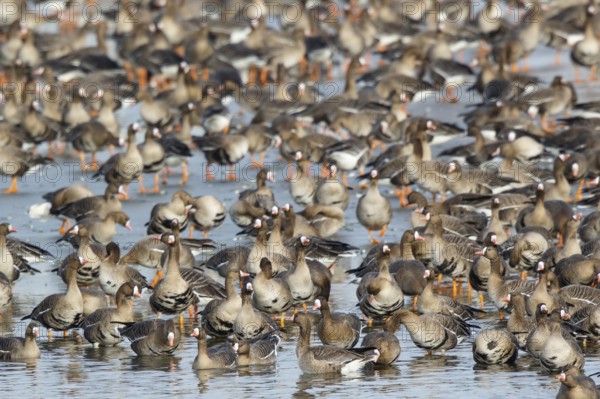 Greater White-fronted Goose (Anser albifrons) huge flock resting in water, North Rhine-Westphalia, Germany