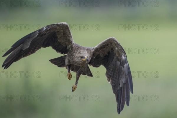Lesser Spotted Eagle (Clanga pomarina) flying over grassland, Mecklenburg-Western Pomerania, Germany