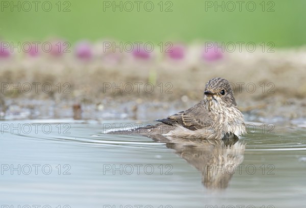 Spotted Flycatcher (Muscicapa striata) bathing, Aosta Valley, Italy