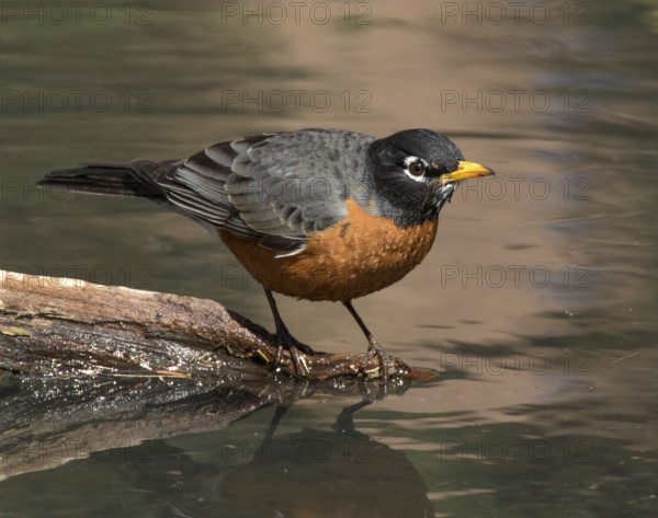 American Robin, Turdus migratorius, perched by a pond in Saskatoon, Saskatchewan, Canada