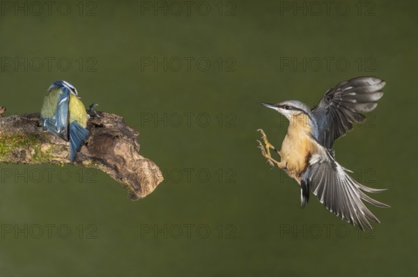 Eurasian Nuthatch & Blue Tit (Sitta europaea & Parus major) Eurasian Nuthatch landing on a branch chasing a Great Tit, Aosta Valley, Italy
