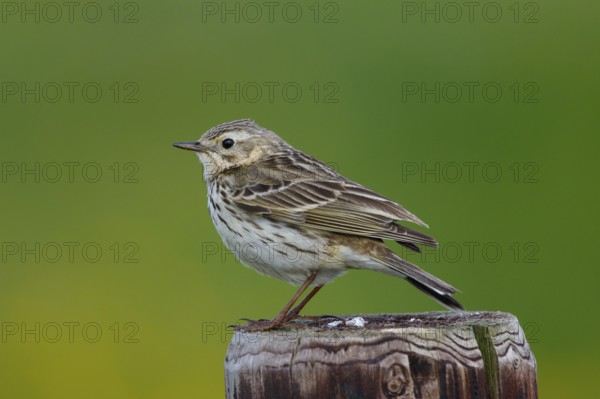 Meadow Pipit (Anthus pratensis) perched on a pale, Netherlands