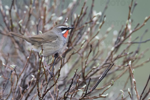 Siberian Rubythroat - Rubinkehlchen - Luscinia calliope, Russia (Ural), adult male