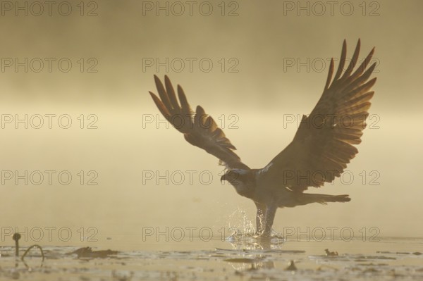 Western Osprey (Pandion haliaetus) hunting, Poland