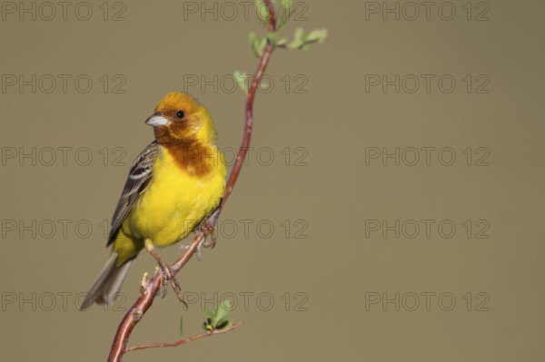 Red-headed Bunting - Braunkopfammer - Emberiza bruniceps, Kazakhstan, adult male