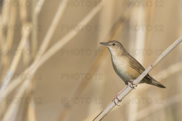 Savis Warbler - Rohrschwirl - Locustella luscinoides, Germany