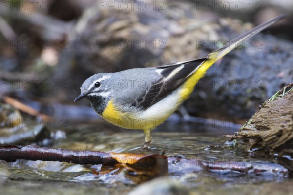 Grey Wagtail - Gebirgsstelze - Motacilla cinerea ssp. cinerea, Romania, adult male
