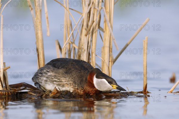Red-necked Grebe (Podiceps grisegena) invitating to mating on nest, Mecklenburg-Western Pomerania, Germany