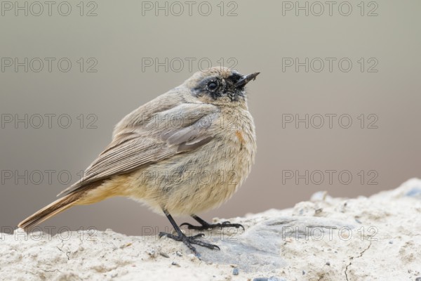 Black Redstart - Hausrotschwanz - Phoenicurus ochruros ssp. phoenicuroides, Kyrgyzstan, 2nd cy?, male?