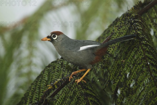 Chestnut-capped Laughingthrush (Garrulax mitratus), Fraser's Hill, Malaysia