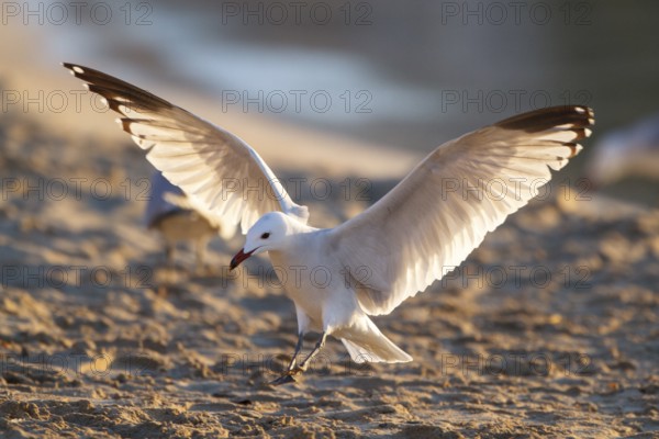 Audouin's Gull (Ichthyaetus audouinii) flying, Mallorca, Spain