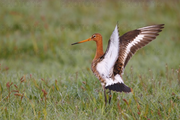 Black-tailed Godwit (Limosa limosa) flapping its wings, Netherlands