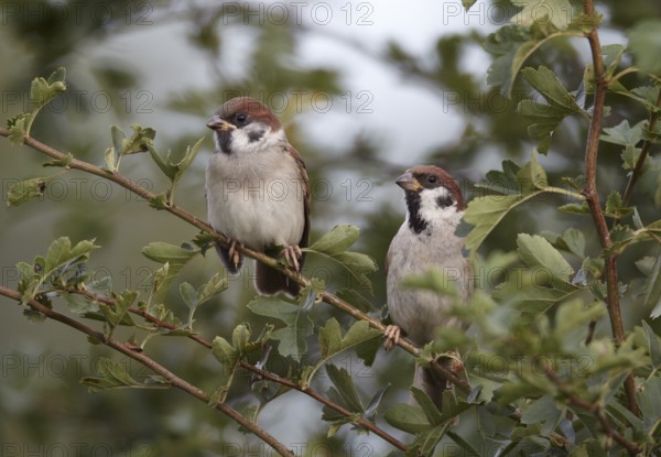 Eurasian Tree Sparrow (Passer montanus) juvenile, Mecklenburg-Western Pomerania, Germany