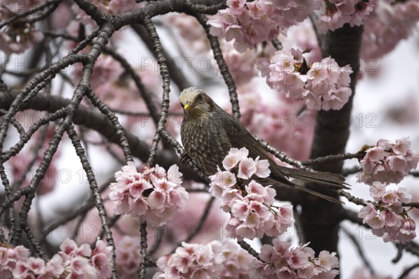 Orpheus bulbul (Hypsipetes amaurotis), in cherry tree, Chiyoda, Tokyo Prefecture, Tokyo, Japan