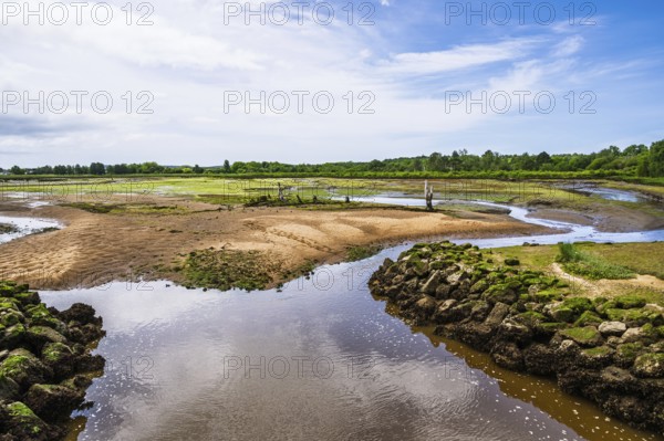 Marshes in La Teste-de-Buch, Arcachon, Gironde, France