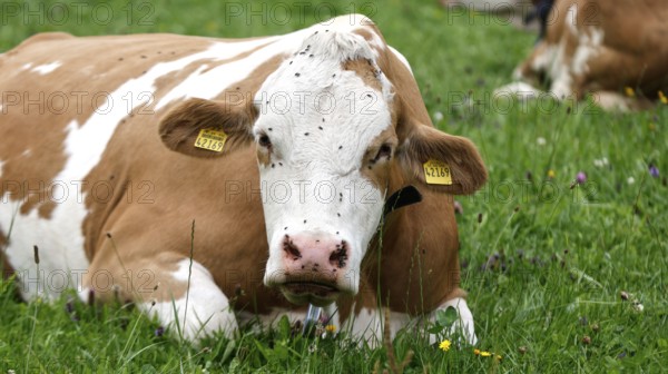 Cows lying in a meadow in the Allgäu, Pfronten, 30.07.2025