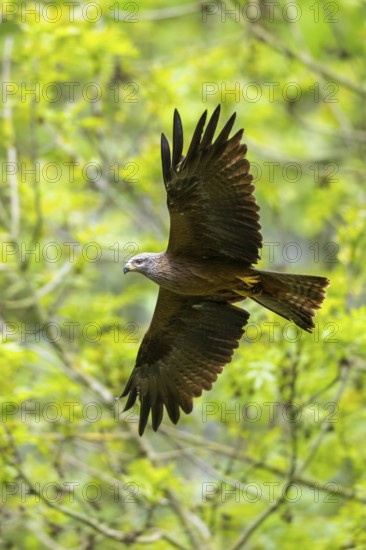 Black kite (Milvus migrans) flying in a forest in early summer, Bavaria, Germany