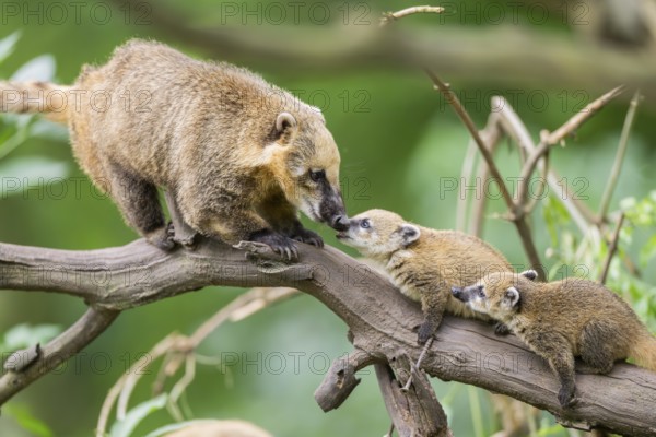 South American coati (Nasua nasua) mother with its youngsters on an old tree trunk, captive, Zoo Augsburg
