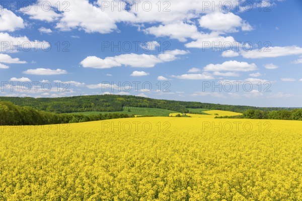 Rape field in bloom (Brassica napus), Rochlitzer Berg in the background, Rochlitz, Saxony, Germany