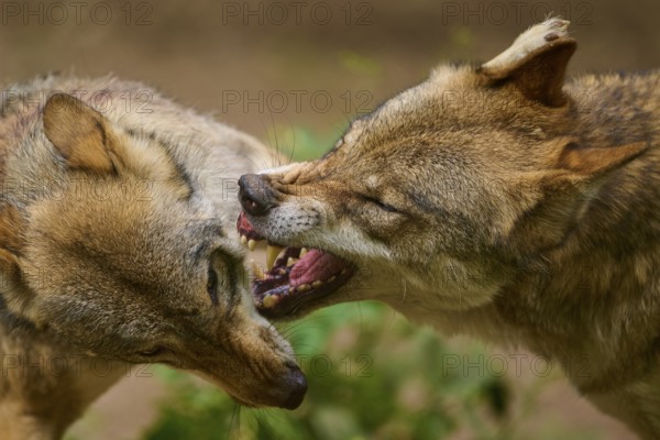 Wolf (Canis lupus), two wolves growling at each other and showing their teeth in a close-up, Germany