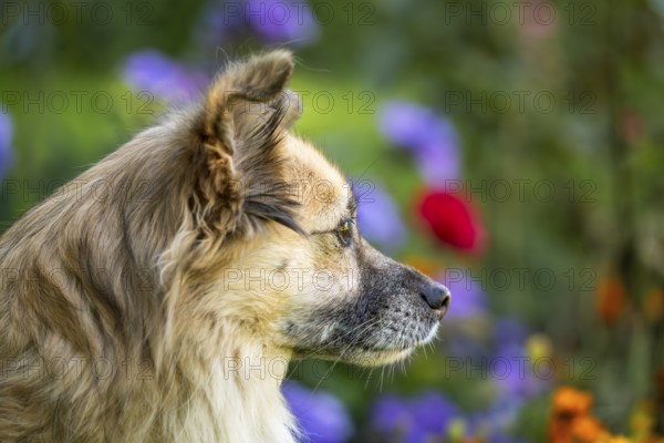 Light brown mixed-breed dog, medium-length coat, portrait, in the garden. Older dog, white muzzle. Germany