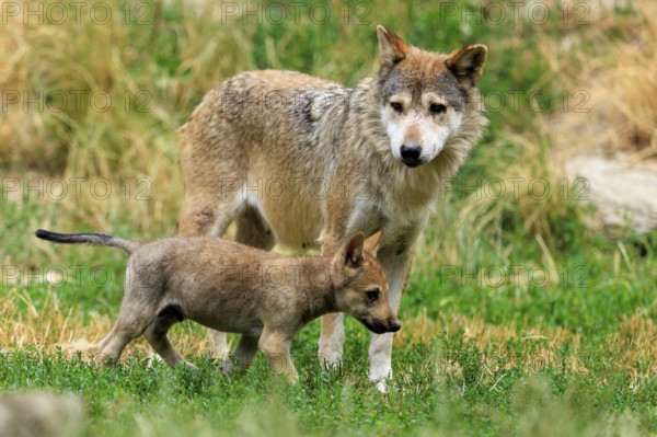 An adult wolf with a wolf pup in the grassland, Timberwolf, wolf, American wolf, (Canis lupus lycaon), pup, Germany