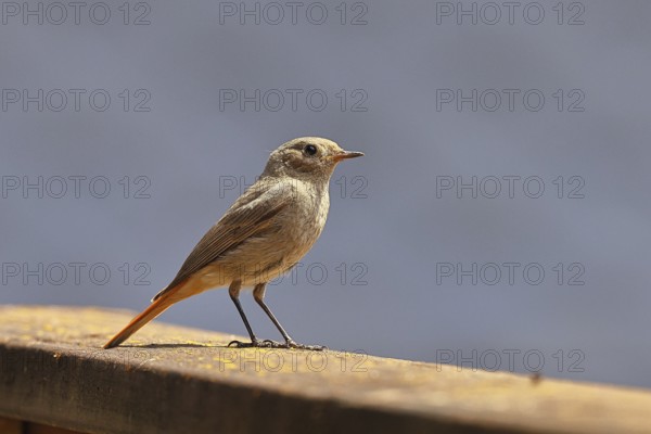 Black redstart (Phoenicurus ochruros), on a balcony, Wilnsdorf, North Rhine-Westphalia, Germany