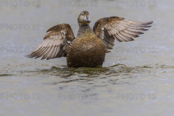 Eider duck (Somateria mollissima), hen grooming her feathers, duck birds (Anatidae), Aventdalen, Longyearbyen, Spitsbergen, Svalbard