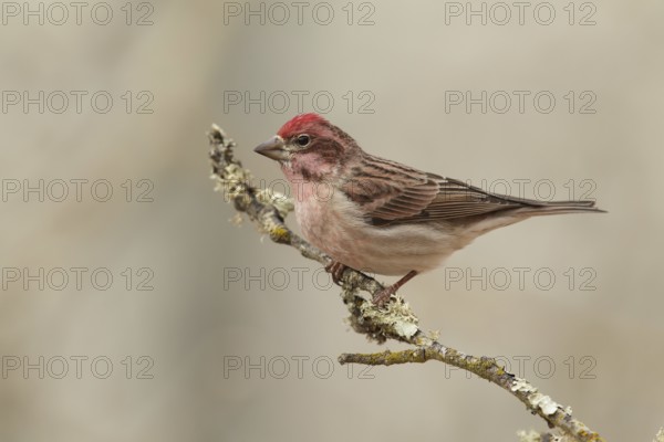 Cassin's Finch (Haemorhous cassinii) male, California, USA